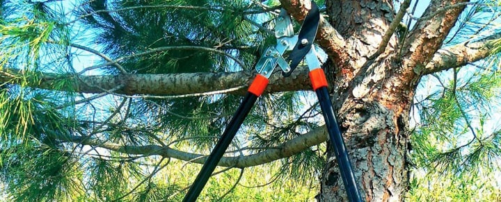 meilleur coupe branche telescopique