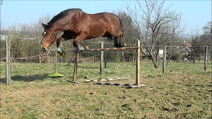 cheval demi trait