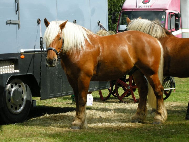 cheval demi trait