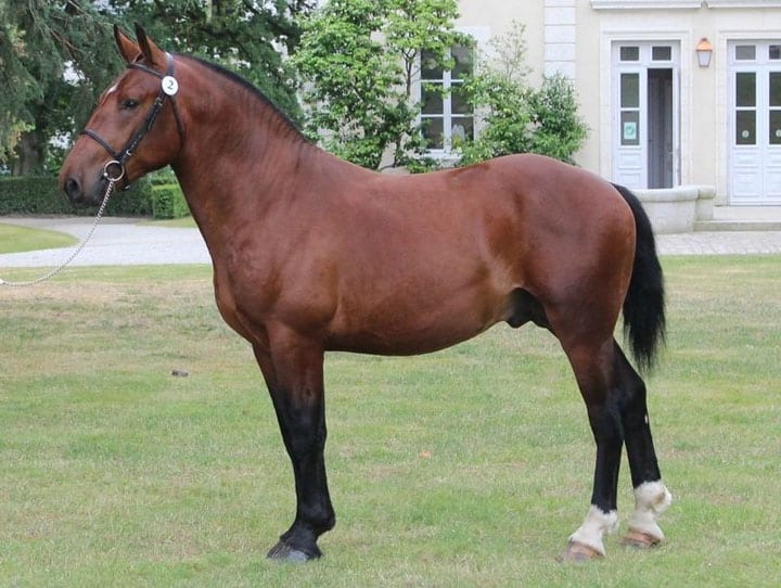 cheval demi trait
