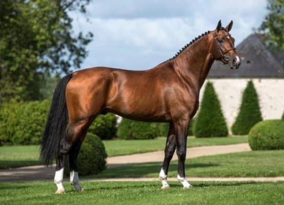 Home - Festival Des Lanternes 22 cheval demi trait