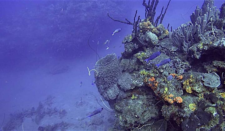 espace plongée martinique