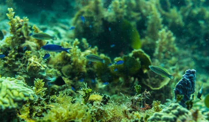 espace plongée martinique