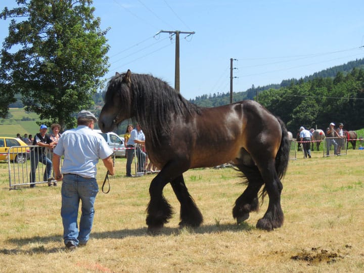 cheval demi trait