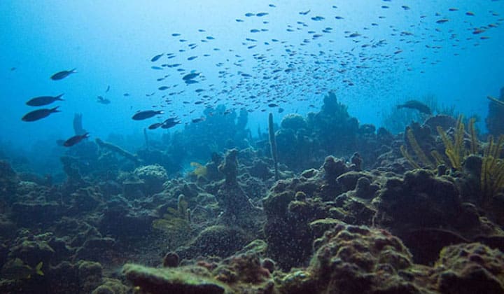 espace plongée martinique