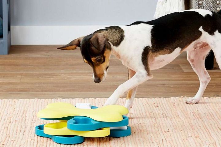 Comparaison Côte À Côte Des Meilleur Kit Chiot Gratuit 3 Meilleur Kit Chiot Gratuit