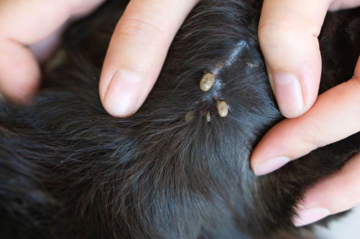 meilleur fumigene anti puce