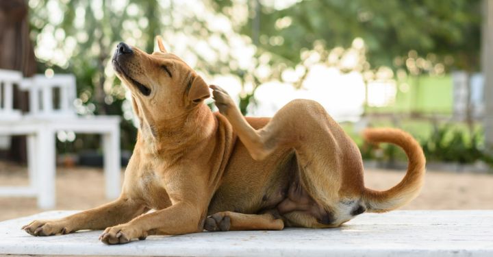 meilleur fumigene anti puce