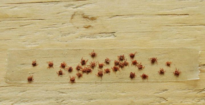 meilleur fumigene anti puce