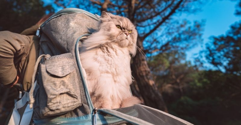 sac à dos chat hublot