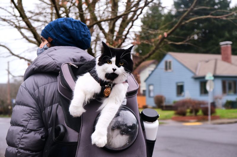 sac à dos chat hublot