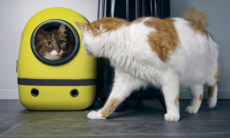 sac à dos chat hublot