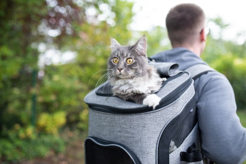 sac à dos chat hublot