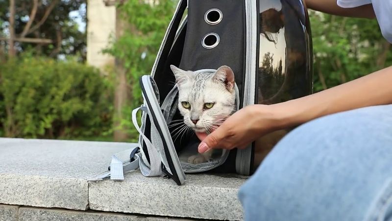 sac à dos chat hublot