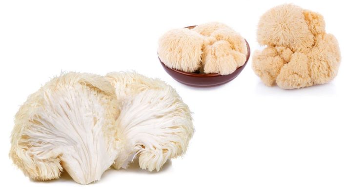 Lions Mane Mushroom Brain Tea