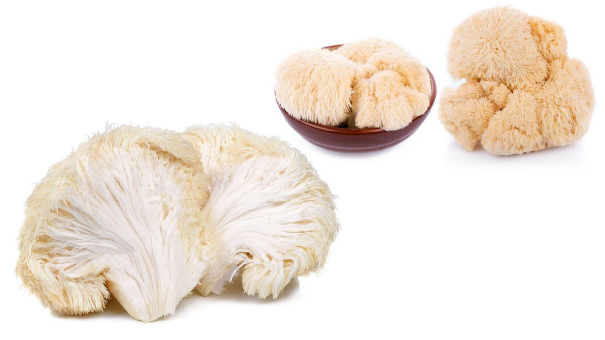 Lions Mane Mushroom Brain Tea