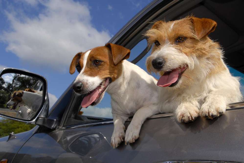 Enlever Odeur Urine Chien Exterieur